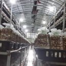 선우농장3 이미지