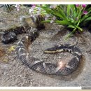 양서·파충류생태공원 아나콘다관 이미지