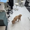 힐스 펫살롱 | 경기 광주 애견미용 힐스펫살롱 다녀와서 강아지 케어 맡겨본 후기