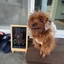 철길담장 옆 공중화장실 | 밀양 애견동반 숙소 삼서리 독채 펜션 후기｜잔디마당에서 강아지 뛰어놀기 좋은 곳