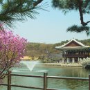 산유화 이미지