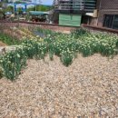 풍년마을의정부부대찌개 이미지