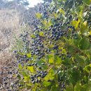 기쁨뜰펜션 이미지