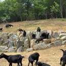 팔미농장 이미지