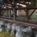 양한마리 이미지