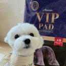 VIP 애견 | 아몬스 국산 VIP 애견 배변패드 1년 이상 사용 내돈내산 솔직 후기