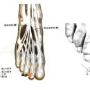 여태혈ST45 여태(厲兌 2개 혈): 胃經之井金穴, 急性病, 胃實을 瀉하는 穴, 胃熱을 解熱. 이미지