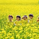 "마치 노란 물결의 바다같다"... 29일 개막하는 아름다운 유채꽃 축제 여행지 이미지