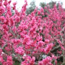 산이농원 이미지