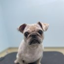 왈로하그루밍 이미지