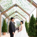 290 | [ 290스냅 촬영후기 ] 천안티웨딩 그레이스홀 본식스냅 | 본식스냅 추천