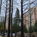 압구정-124 이미지