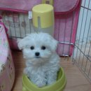 나의 댕댕이 이미지