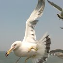 으랏차차 이미지