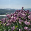 라일락목장 이미지