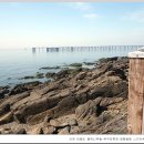 서천 마량리 동백나무 숲 이미지