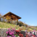 GS25 북삼인평공원점 | 북삼인평공원철쭉벚꽃95%낙화.gs25편의점오픈전