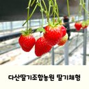 한농 농산물 | 대구 근교 아이랑 가볼만한곳, 고령 다산딸기조합농원 딸기체험 후기