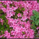 노을과포도향기 이미지