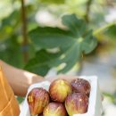 동호리농장 이미지