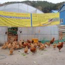 전통복원된 ＜고려닭＞농장 소개합니다..충북 청원군 옥산면 소재 이미지