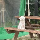 빌리지 피어 | 여수 애견동반 숙소 빌리지피어 수영장 펜션 (고양이 본넷테러o)