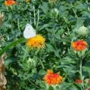 산야초-홍화(紅化) 이미지