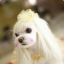 VIP동물병원 네이버블로그