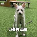 푸른바다독스쿨 이미지