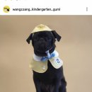 왕짱애견유치원 이미지