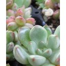 루비유통