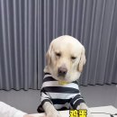 나도 병원 데려가개 이미지