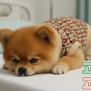 라이펙스 이미지