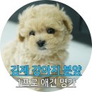 김제강아지 이미지