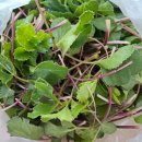 고모농장 이미지