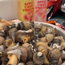 동해 | 묵호 수산시장에서 골뱅이 사서 쪔먹은 동해 여행 후기 🐚