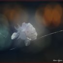 희망대공원 이미지