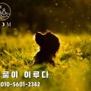 이룸독트레이닝 | 서울 도봉구 강아지 산책 교육, 배변 교육 방문 훈련 후기[이룸독트레이닝]