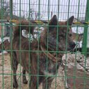 호동이네 이미지