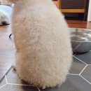 바람난강아지 | 강아지 저자극 샴푸 추천, 바트밋 퓨리바스 보습 효과 및 사용 후기