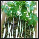 산약초 동의보감 이미지