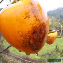 하얀이불 이미지