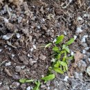 아침농장임실 이미지