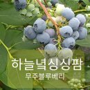 하늘녘싱싱팜 이미지