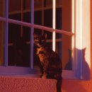 브라운동물병원 이미지