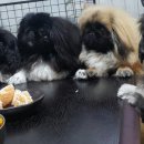 한스 페키니즈 이미지