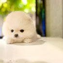 천사 애견 이미지