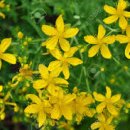 문인 | 시조(時調) : 조선 후기 《문인 천금》 「文人 千錦」 : 산촌에 밤이 드니