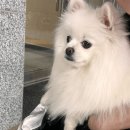 견화당 | [경주] 애견동반 경주여행 | 황리단길 근처 애견한옥펜션 견화당