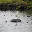 간세다리 이미지